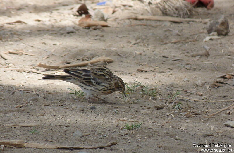 Pipit à gorge rousse