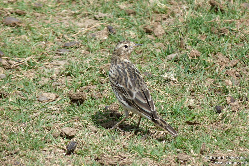 Red-throated Pipit