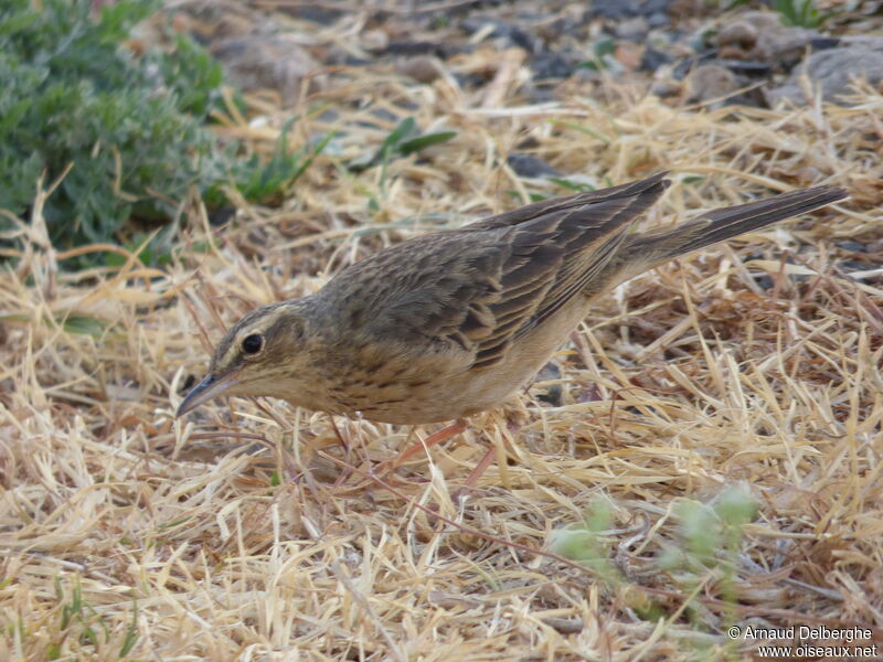 Pipit à long bec