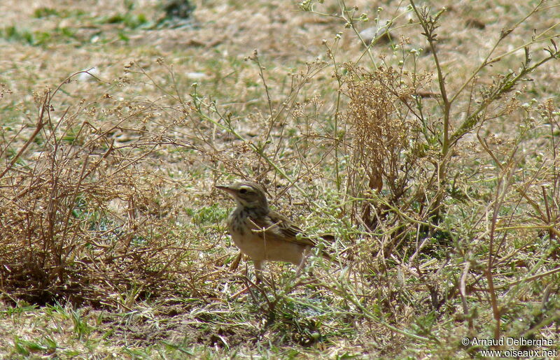 Pipit africain