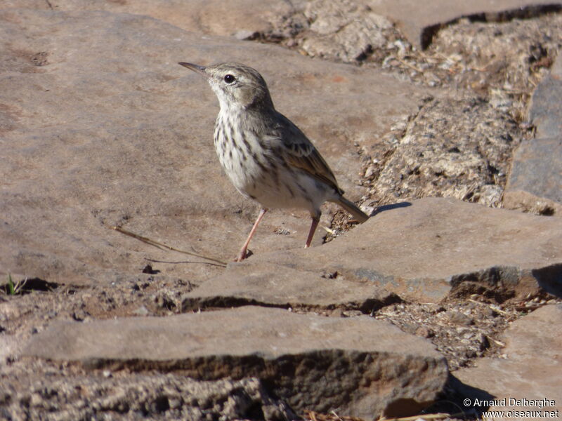 Pipit de Berthelot