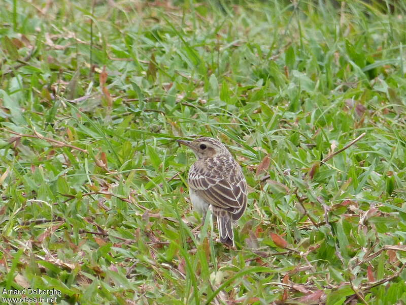 Pipit de Godlewski, habitat, pigmentation