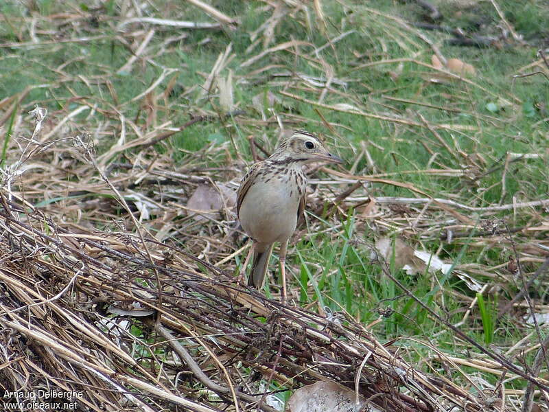 Richard's Pipit, camouflage, pigmentation