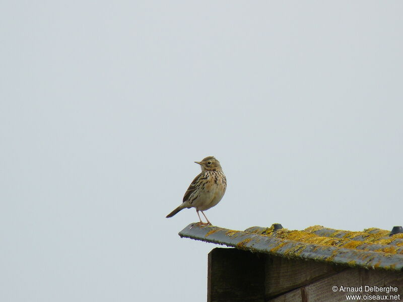 Pipit farlouse