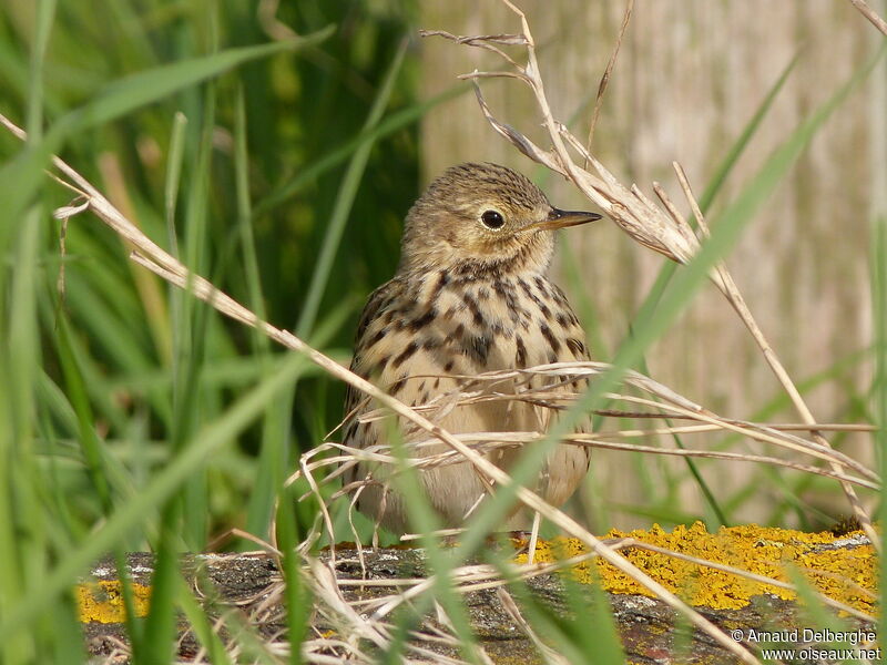 Pipit farlouse