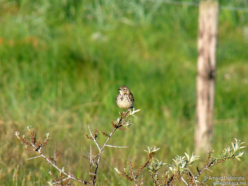 Pipit farlouse