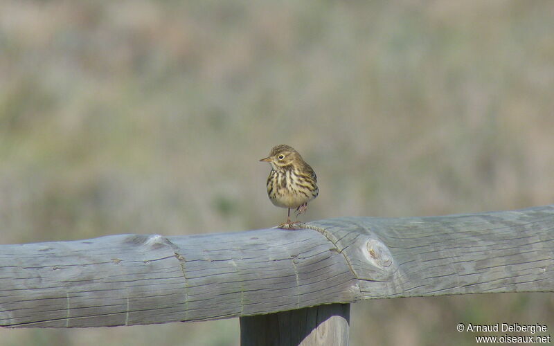 Pipit farlouse