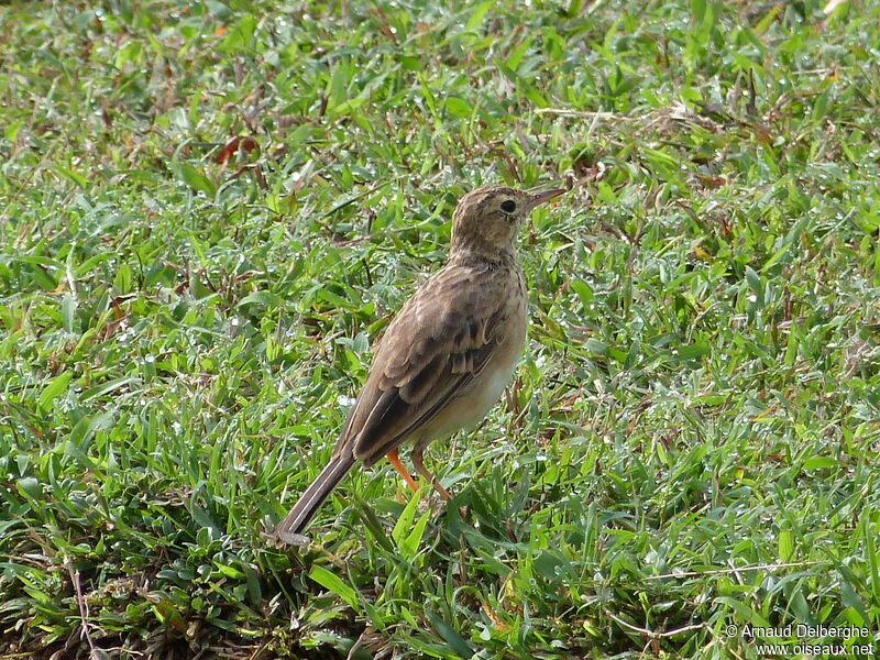 Paddyfield Pipit