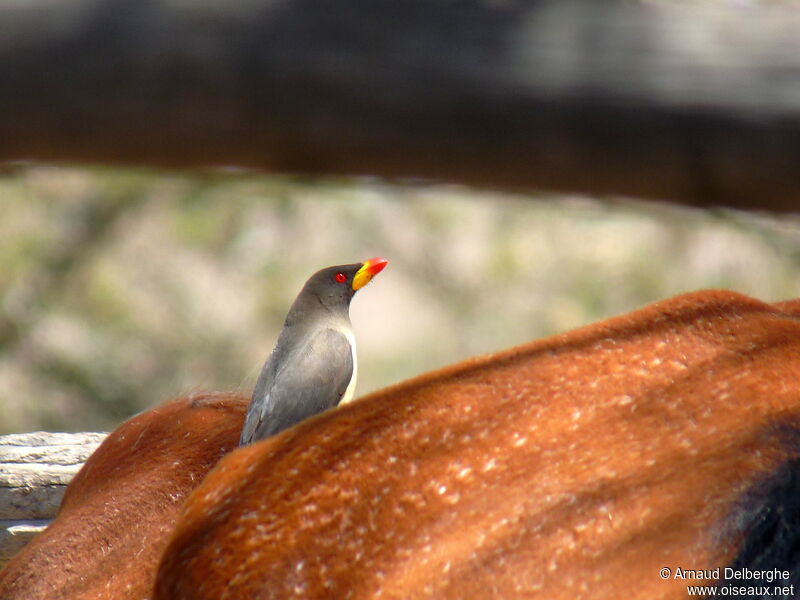 Yellow-billed Oxpecker