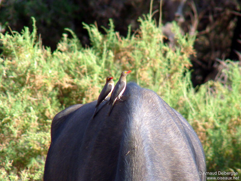 Red-billed Oxpecker