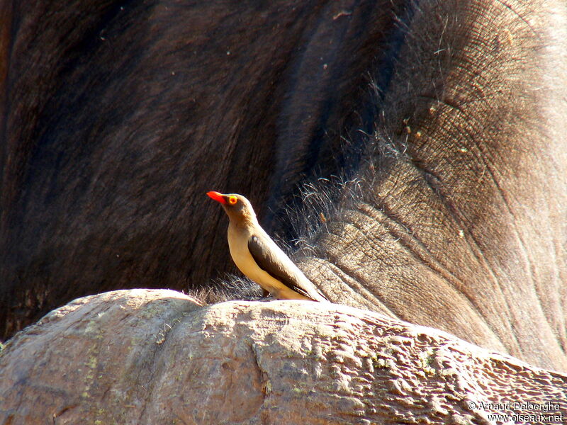 Red-billed Oxpecker