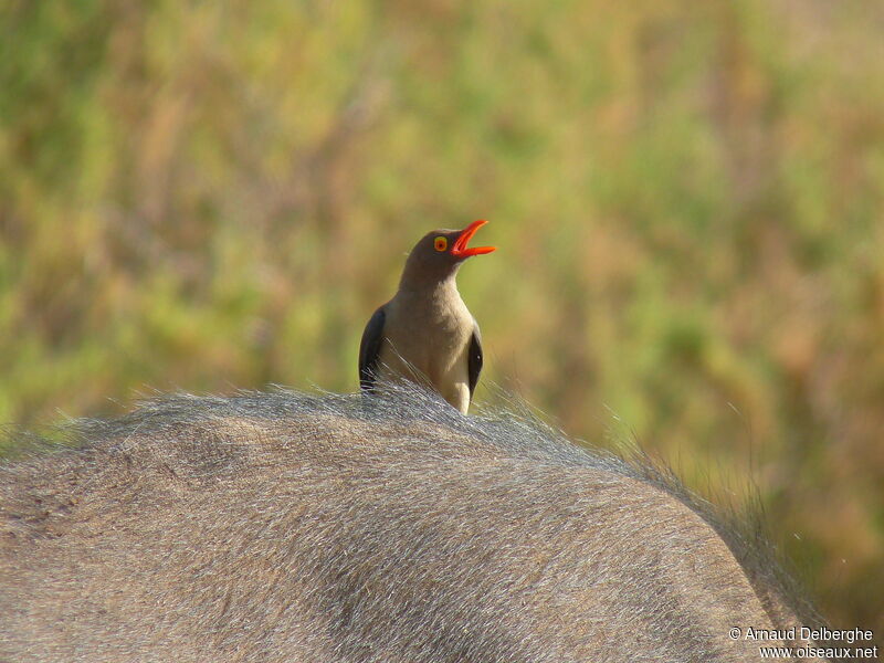 Red-billed Oxpecker