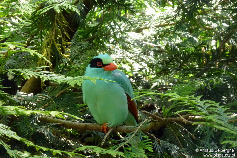 Common Green Magpie