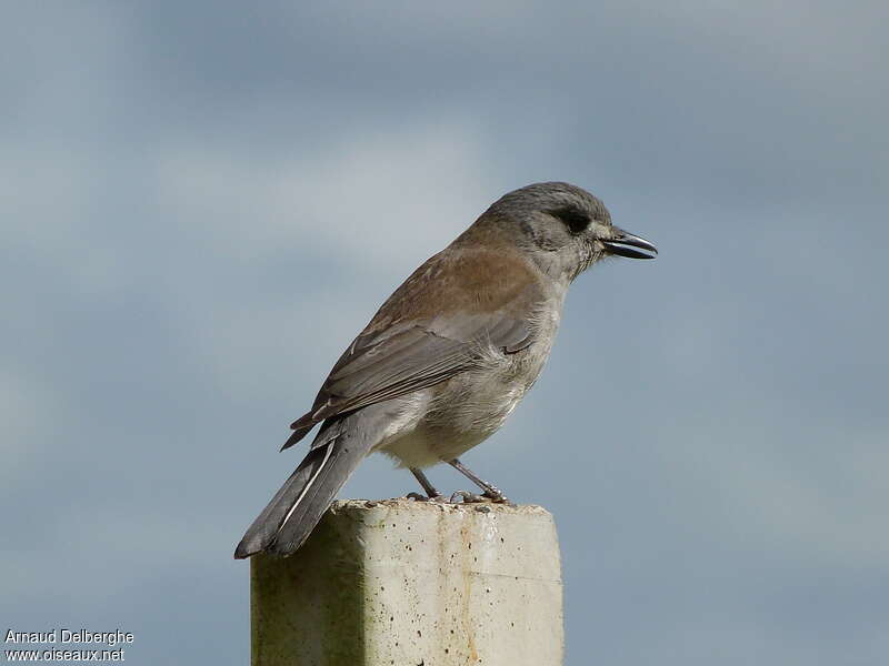 Grey Shrikethrushadult, identification