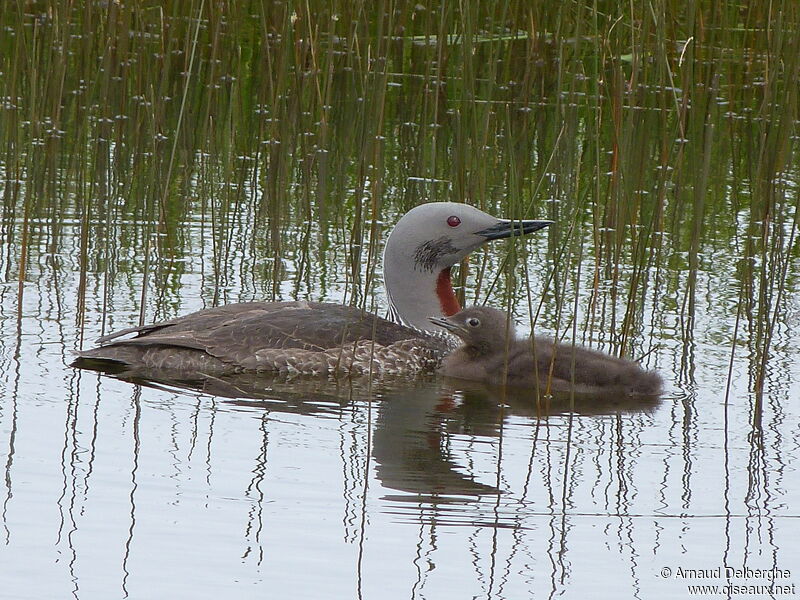 Red-throated Loon