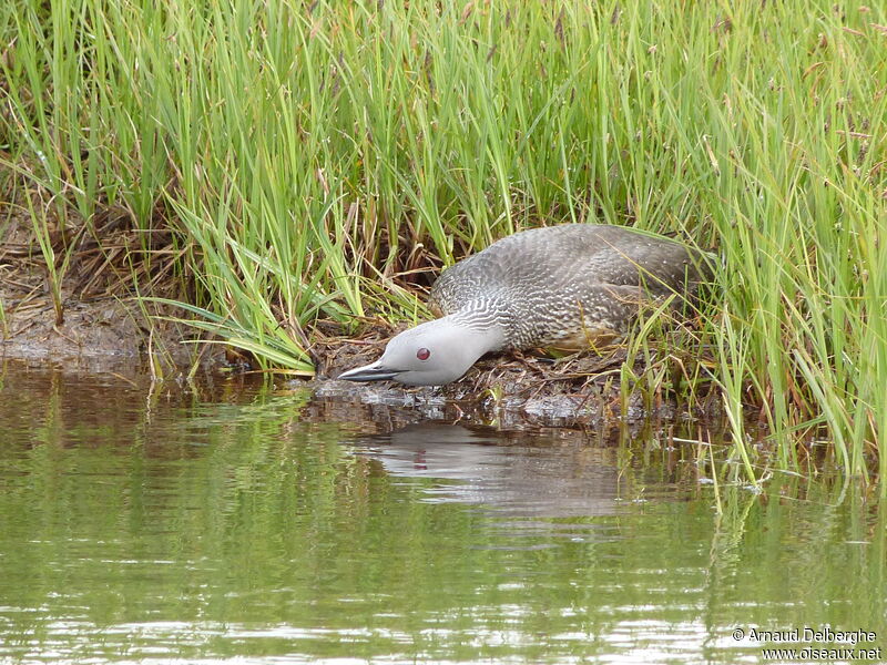 Red-throated Loon