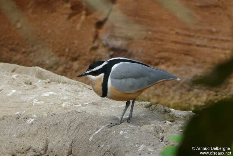 Egyptian Plover