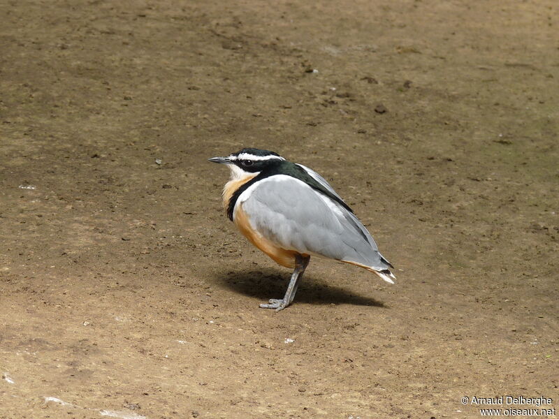 Egyptian Plover