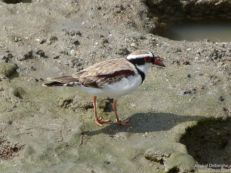 Black-fronted Dotterel