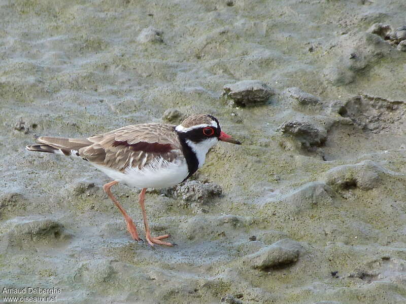 Black-fronted Dottereladult, identification