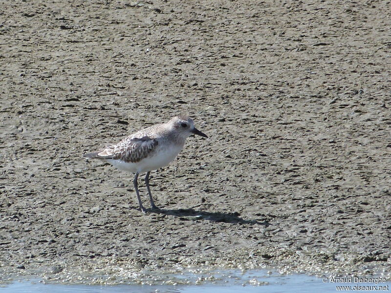 Grey Plover