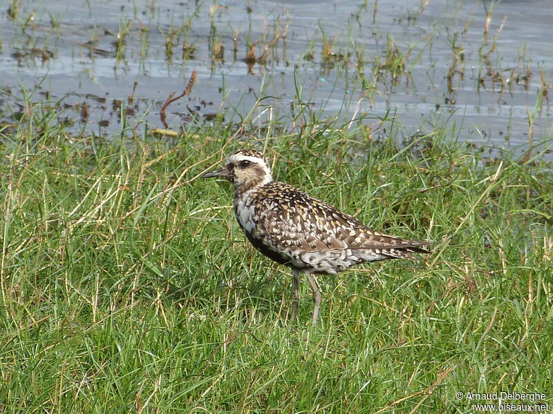 Pacific Golden Plover