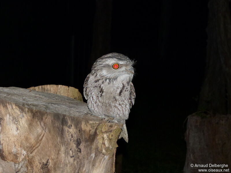 Tawny Frogmouth