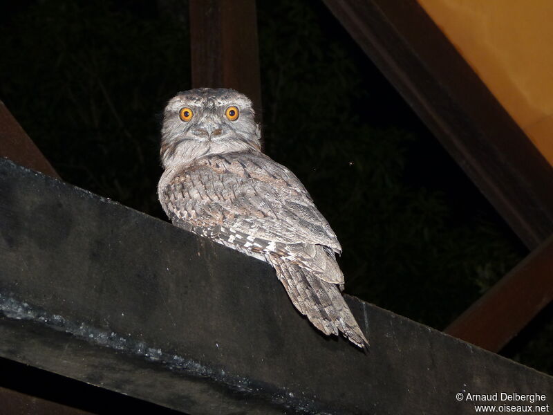 Tawny Frogmouth