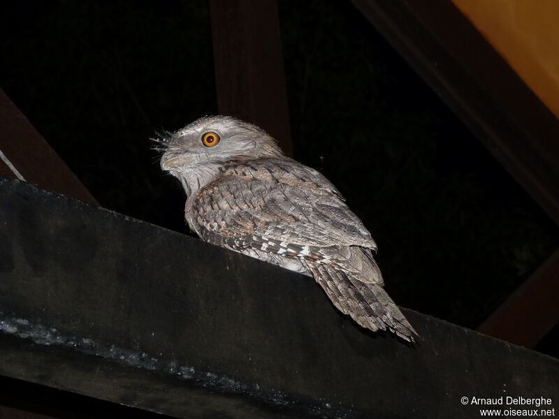 Tawny Frogmouth