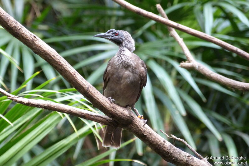 Helmeted Friarbird