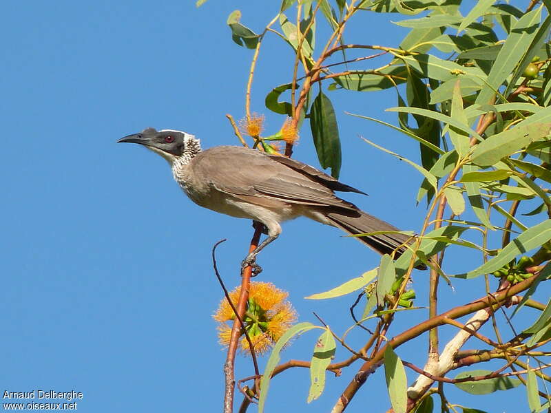 Silver-crowned Friarbirdadult, identification