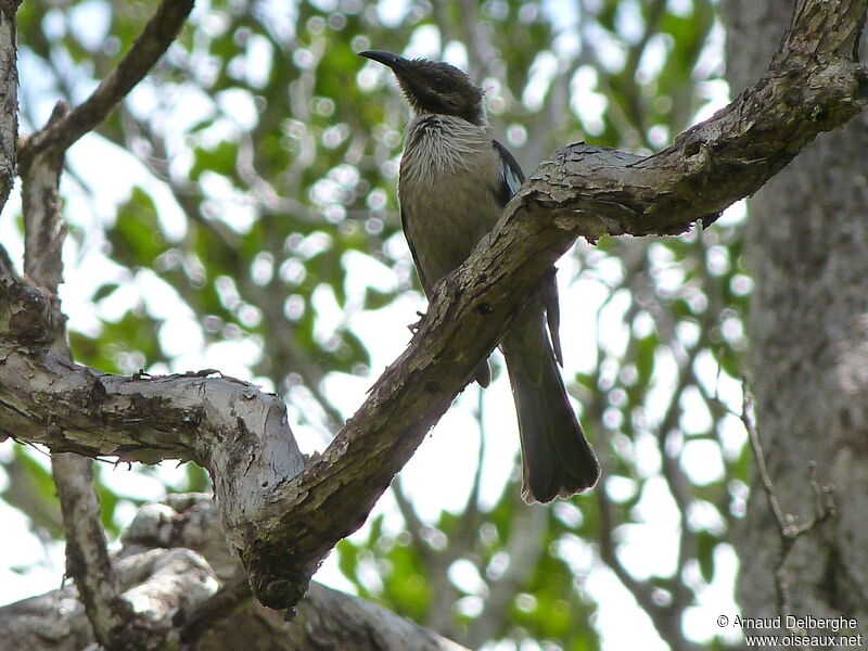 New Caledonian Friarbird