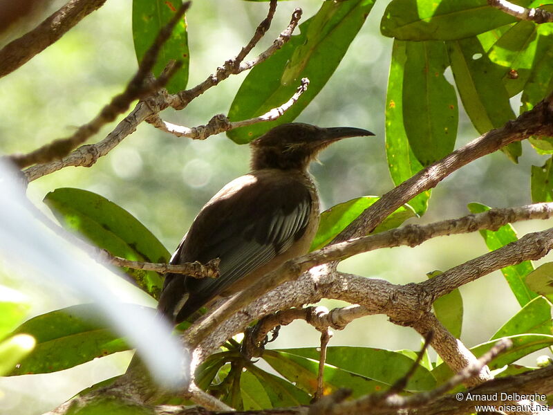 New Caledonian Friarbird