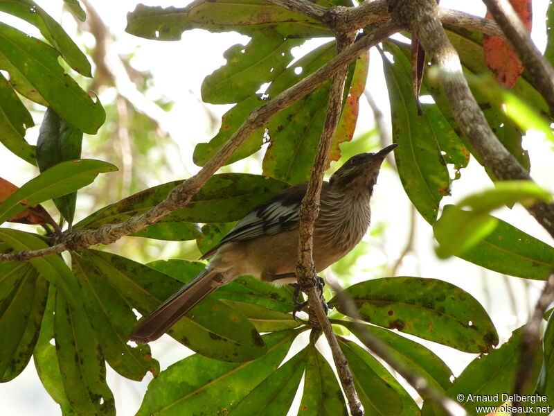 New Caledonian Friarbird