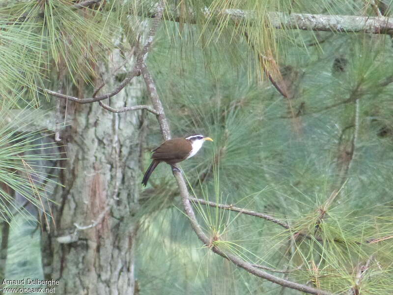 Sri Lanka Scimitar Babbleradult, habitat