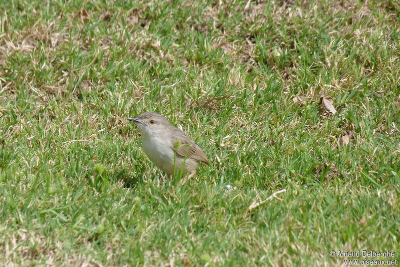 Graceful Prinia