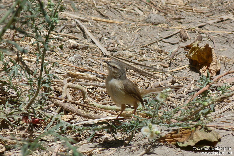 Prinia modeste