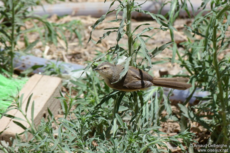 Prinia modeste