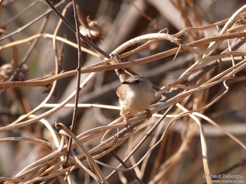 Tawny-flanked Prinia