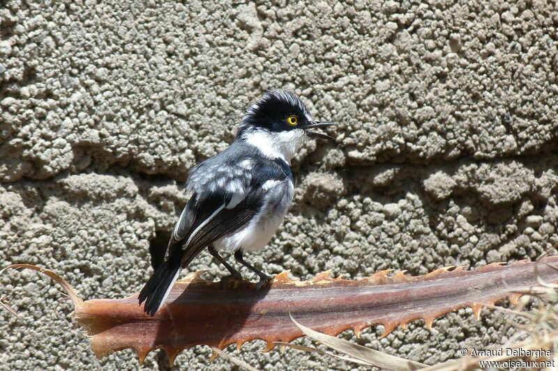 Grey-headed Batis