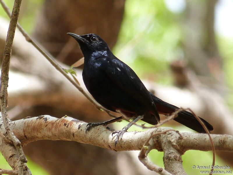 Indian Robin