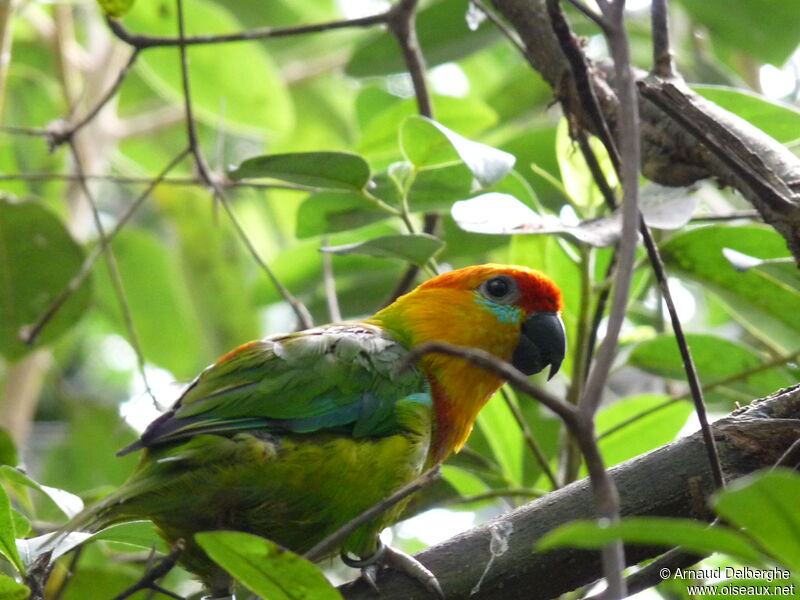 Large Fig Parrot