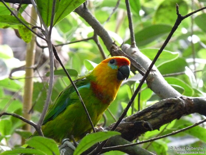 Large Fig Parrot