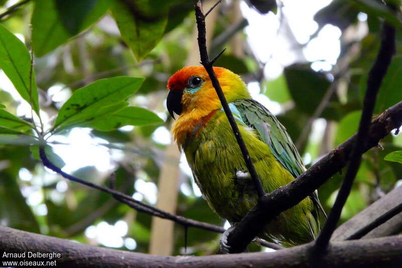 Large Fig Parrotadult, identification