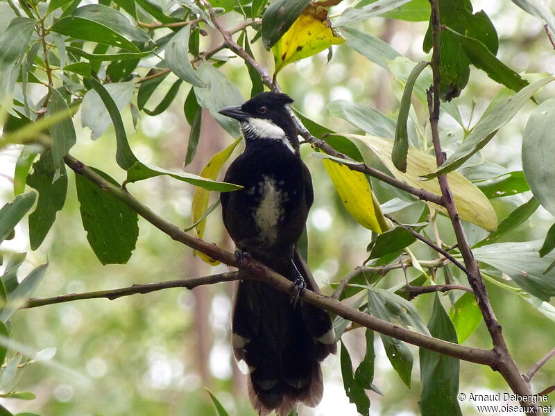 Eastern Whipbird