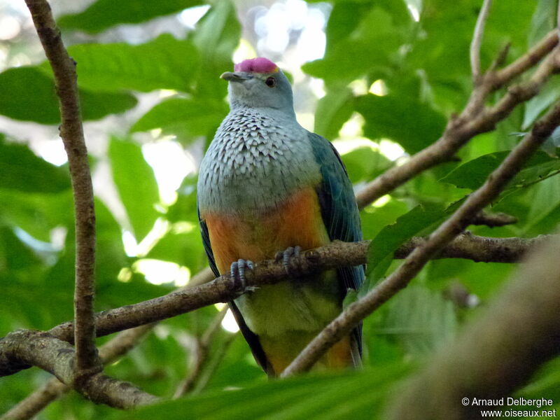 Rose-crowned Fruit Dove