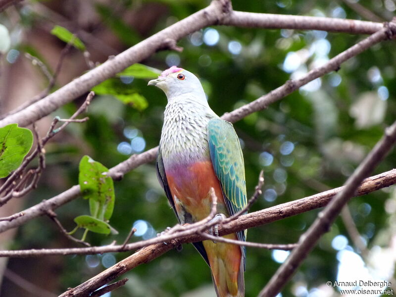 Rose-crowned Fruit Dove