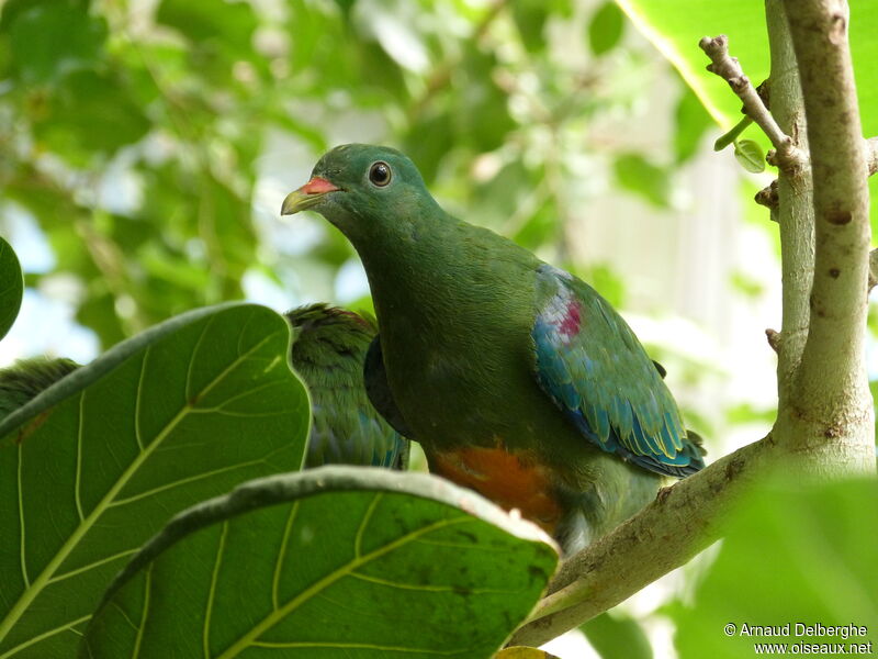 Orange-bellied Fruit Dove