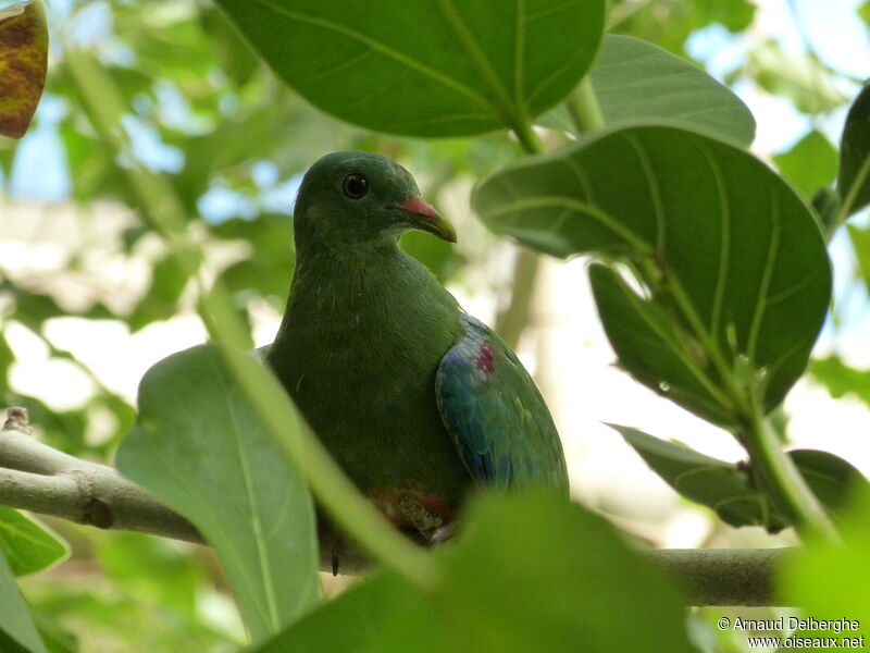 Orange-bellied Fruit Dove