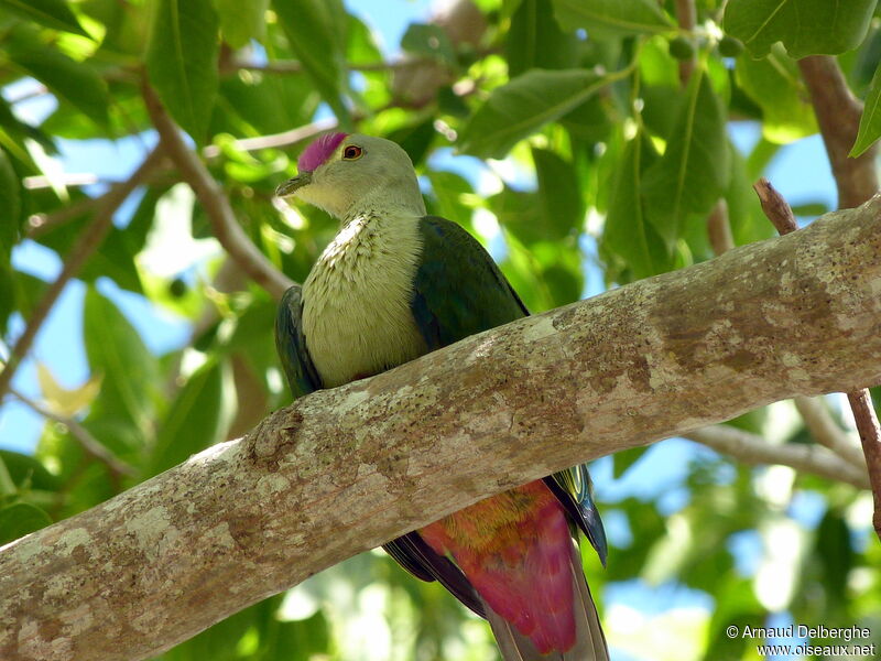 Red-bellied Fruit Dove